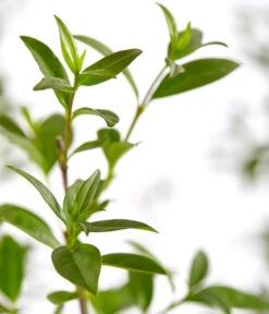 5 Meter Gemeiner Liguster, 15 X Ca. 100-150 Cm -Gartenserien Verkaufsgeschäft 7548373 7548373 7548399 7548407 7548415 7548423 WE DE 001 GemeinerLiguster