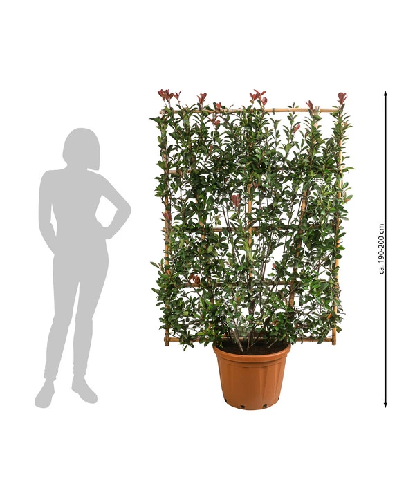 Purpur-Glanzmispel 'Robusta Compacta', Ca. 190-200 Cm 4 Purpur-Glanzmispel 'Robusta Compacta', Ca. 190-200 Cm - Image 2