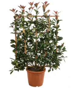 Purpur-Glanzmispel 'Red Robin', Ca. 120-140 Cm