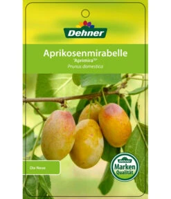 Dehner Aprikosenmirabelle 'Aprimira' 10 Dehner Aprikosenmirabelle 'Aprimira' -Gartenserien Verkaufsgeschäft 7600851 AprikosenmirabelleAprimira Etikett 1