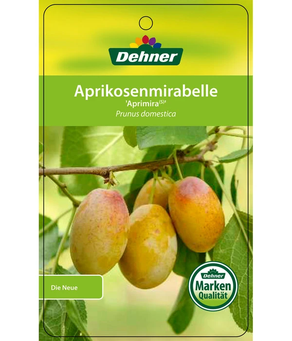 Dehner Aprikosenmirabelle 'Aprimira' 6 Dehner Aprikosenmirabelle 'Aprimira' - Image 4