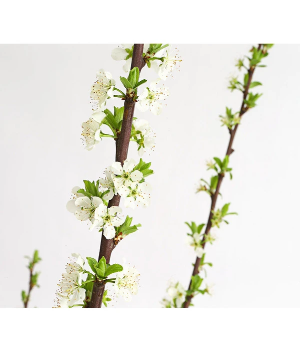 Dehner Aprikosenmirabelle 'Aprimira' 4 Dehner Aprikosenmirabelle 'Aprimira' - Image 2