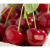Sauerkirsche 'Achat'