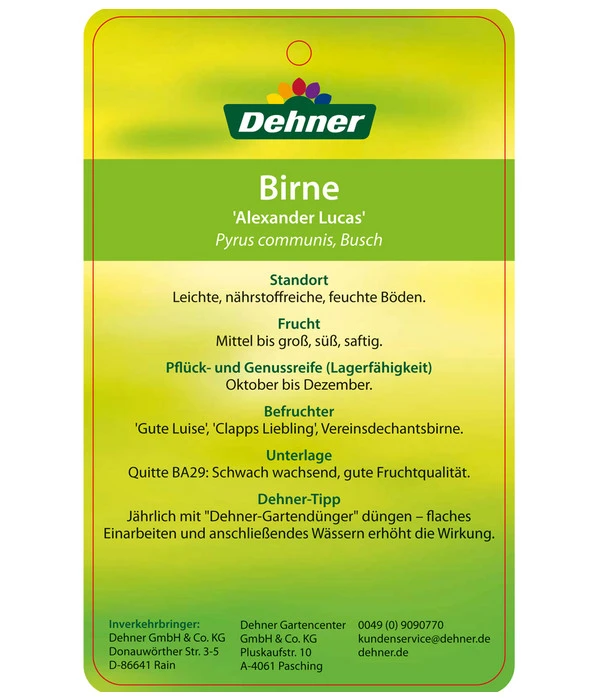Winterbirne 'Alexander Lucas' 8 Winterbirne 'Alexander Lucas' - Image 6