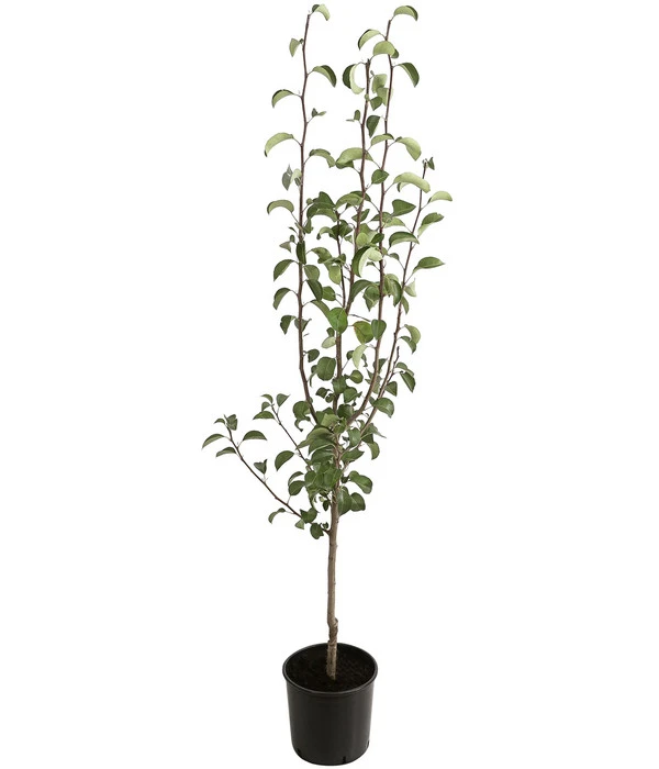 Winterbirne 'Alexander Lucas' 4 Winterbirne 'Alexander Lucas' - Image 2