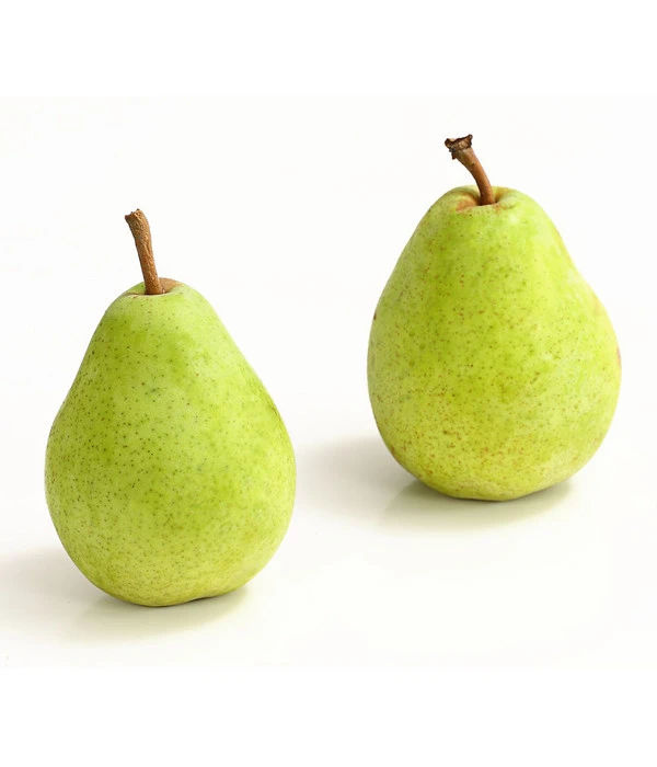 Winterbirne 'Alexander Lucas' 5 Winterbirne 'Alexander Lucas' - Image 3