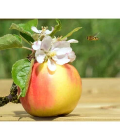 Zwergapfel 'Galina' 7 Zwergapfel 'Galina' -Gartenserien Verkaufsgeschäft 7604697 WE MO 002 ApfelGalinaZwergPixabay