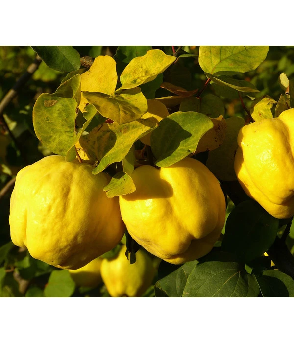 Apfelquitte 3 Apfelquitte