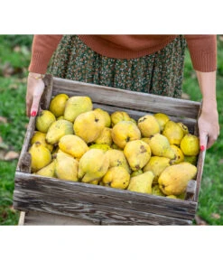 Birnenquitte -Gartenserien Verkaufsgeschäft 7604978 WE MO 001 Quittenkorb