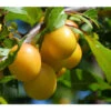 Dehner Mirabelle 'Bellamira' 2 Dehner Mirabelle 'Bellamira' -Gartenserien Verkaufsgeschäft 7611163 WE MO 001 MirabelleBellamiraPixabay
