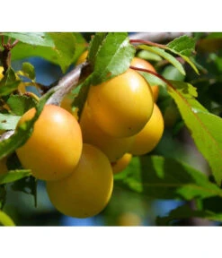 Dehner Mirabelle 'Bellamira'