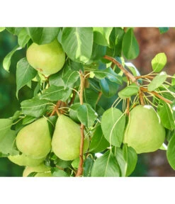 Zwergbirne 'Luisa' 7 Zwergbirne 'Luisa' -Gartenserien Verkaufsgeschäft 7611999 WE DE 003 PyrusZwergbirneBirnePixabay