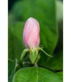 Birnenquitte -Gartenserien Verkaufsgeschäft 7612286 WE DE 002 CydoniaOblongaQuitteLucknerMai2015