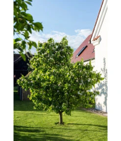 Birnenquitte -Gartenserien Verkaufsgeschäft 7612286 WE MO 003 CydoniaOblongaQuitteLucknerMai2015