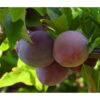 Bio Pflaume 'Opal' -Gartenserien Verkaufsgeschäft 7613219 WE DE 002 BioPflaumeOpal