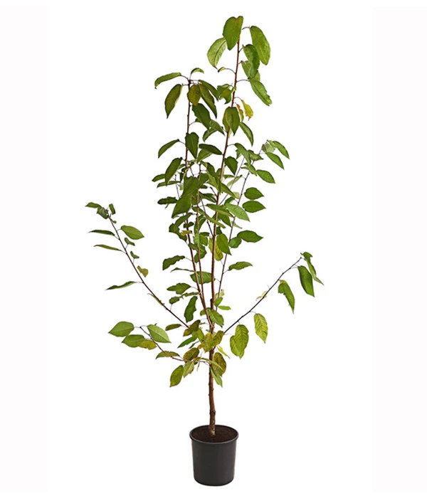 Süßkirsche 'Burlat' 4 Süßkirsche 'Burlat' - Image 2