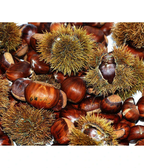 Esskastanie 'Bouche Rouge' 3 Esskastanie 'Bouche Rouge'