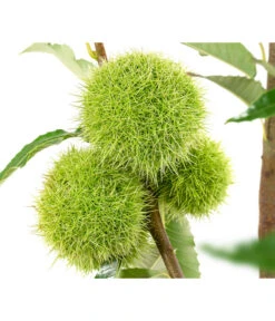 Esskastanie 'Bouche Rouge' 7 Esskastanie 'Bouche Rouge' -Gartenserien Verkaufsgeschäft 7621964 WE DE 002 CastaneaSativaBocheRougeEsskastanie