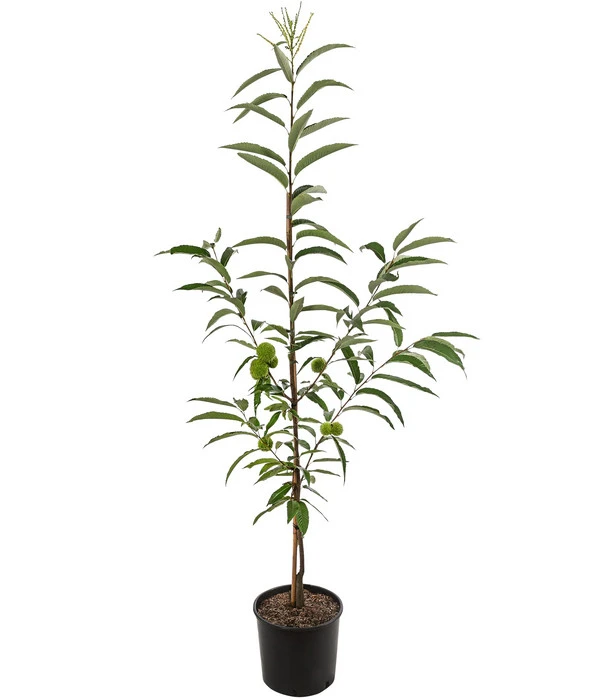 Esskastanie 'Bouche Rouge' 4 Esskastanie 'Bouche Rouge' - Image 2