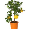 Gelbe Grapefruit -Gartenserien Verkaufsgeschäft 7622624 WE FS 001 CitrusParadisiiT20DehnerExpressHerzig
