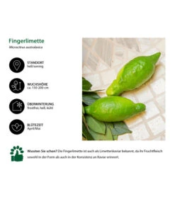 Dehner Gourmet Garten Fingerlimette -Gartenserien Verkaufsgeschäft 7622830 WE IG 002 FingerlimetteLimettenkaviar