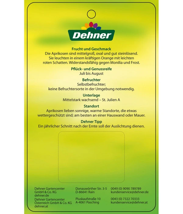Aprikose 'Compacta' 6 Aprikose 'Compacta' - Image 4