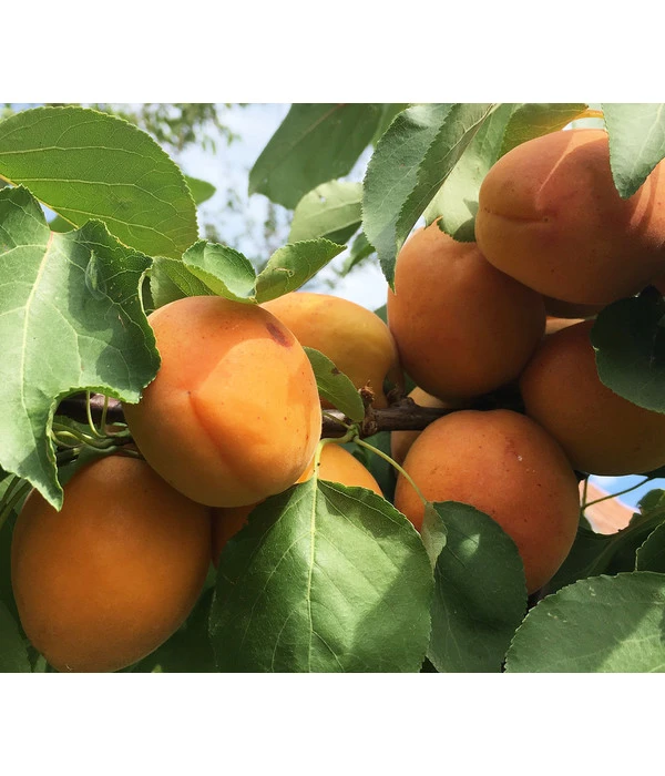 Aprikose 'Compacta' 3 Aprikose 'Compacta'