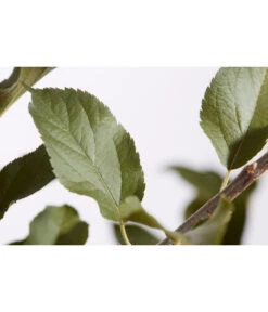 Winterapfel 'Cox Orange' 9 Winterapfel 'Cox Orange' -Gartenserien Verkaufsgeschäft 7626518 PR DE 001 ApfelCoxOrangeMalusBusch95LiterDehnerExpressZS