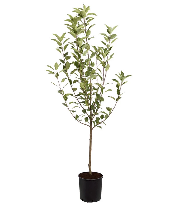 Winterapfel 'Cox Orange' 5 Winterapfel 'Cox Orange' - Image 3