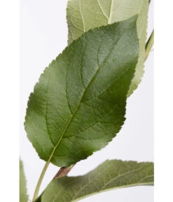 Apfel-Duo 'Jonagold'/'Elstar' -Gartenserien Verkaufsgeschäft 7639248 PR DE 001 ApfelElstarJonagoldDuoMalus95LiterDehnerExpressZS