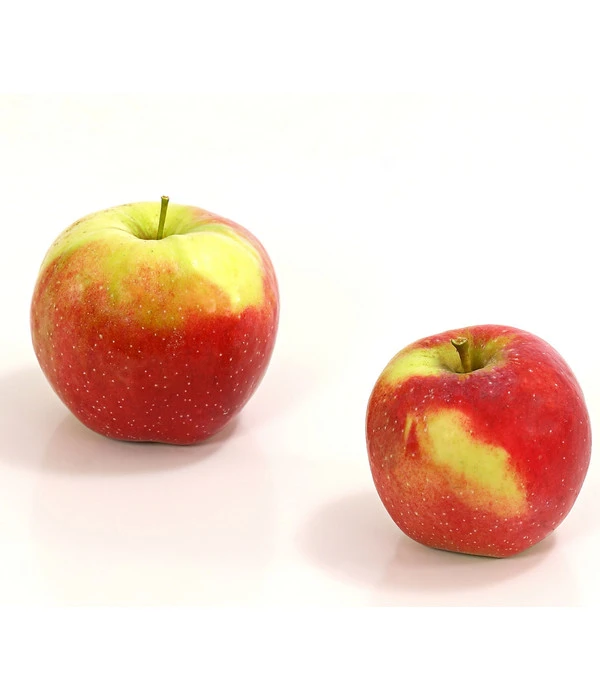 Winterapfel 'Florina' 3 Winterapfel 'Florina'