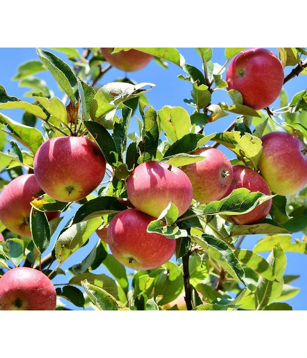 Winterapfel 'Florina' 4 Winterapfel 'Florina' - Image 2