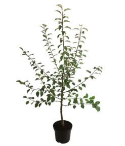 Winterapfel 'Florina' 7 Winterapfel 'Florina' -Gartenserien Verkaufsgeschäft 7644636 WE FS 001 ApfelbaumMalusApfelFlorina