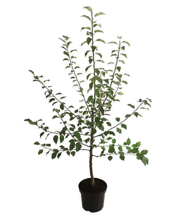 Winterapfel 'Florina' 5 Winterapfel 'Florina' - Image 3