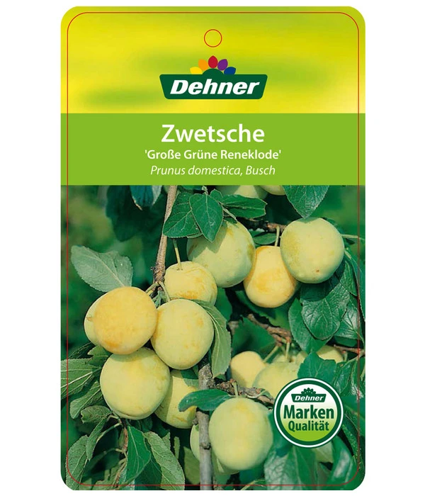 Dehner Reneklode 'Große Grüne Reneklode' 4 Dehner Reneklode 'Große Grüne Reneklode' - Image 2