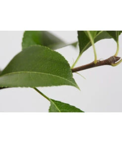 Sommerbirne 'Gute Luise' -Gartenserien Verkaufsgeschäft 7658578 PR DE 001 BirneGuteLuisePyrusBusch95LiterDehnerExpressZS