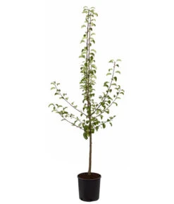 Sommerbirne 'Gute Luise' -Gartenserien Verkaufsgeschäft 7658578 PR FS 001 BirneGuteLuisePyrusBusch95LiterDehnerExpressZS