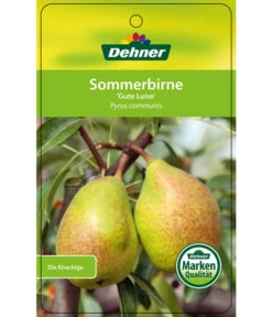 Sommerbirne 'Gute Luise' -Gartenserien Verkaufsgeschäft 7658578 SommerbirneGuteLuise Etikett 1