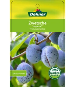 Zwetschge 'Haganta' -Gartenserien Verkaufsgeschäft 7662257 ZwetscheHaganta Etikett 1