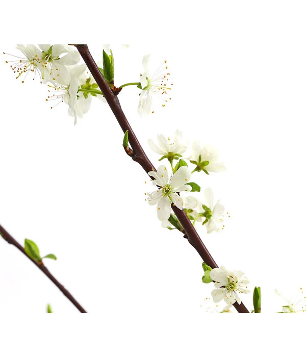 Zwetschge 'Haroma' 4 Zwetschge 'Haroma' - Image 2