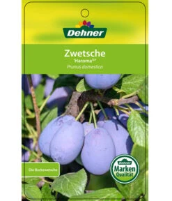 Zwetschge 'Haroma' 10 Zwetschge 'Haroma' -Gartenserien Verkaufsgeschäft 7662703 ZwetscheHaroma Etikett 1