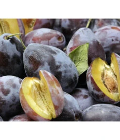 Zwetschgen-Duo 'Hauszwetsche'/'Oullins Reneklode' 8 Zwetschgen-Duo 'Hauszwetsche'/'Oullins Reneklode' -Gartenserien Verkaufsgeschäft 7663586 PR DE 001 PrunusPflaumeHauszwetschgePixabay