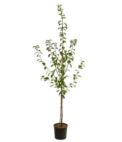 Zwetschgen-Duo 'Hauszwetsche'/'Oullins Reneklode' 7 Zwetschgen-Duo 'Hauszwetsche'/'Oullins Reneklode' -Gartenserien Verkaufsgeschäft 7663693 WE FS 001 PrunusZwetschgeDuoHauszwetschgeOullins