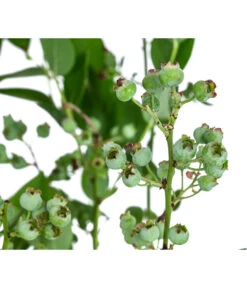 Dehner Heidelbeere 'Bluecrop' 9 Dehner Heidelbeere 'Bluecrop' -Gartenserien Verkaufsgeschäft 7665409 WE DE 005 VacciniumHeidelbeereBluecrop3L