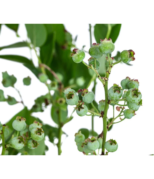 Dehner Heidelbeere 'Bluecrop' 6 Dehner Heidelbeere 'Bluecrop' - Image 4