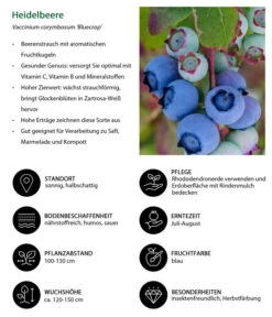 Dehner Heidelbeere 'Bluecrop' 8 Dehner Heidelbeere 'Bluecrop' -Gartenserien Verkaufsgeschäft 7665409 WE IG 001 HeidelbeereVacciniumcorymbosumBlueCrop