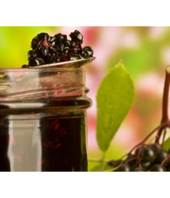 Holunder 'Black Lace' -Gartenserien Verkaufsgeschäft 7670896 WE MO 003 Holunder