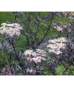 Holunder 'Black Lace' -Gartenserien Verkaufsgeschäft 7670896 WE MO 004 HolunderBlackLace