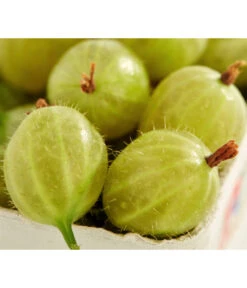 Stachelbeere 'Invicta', Stämmchen