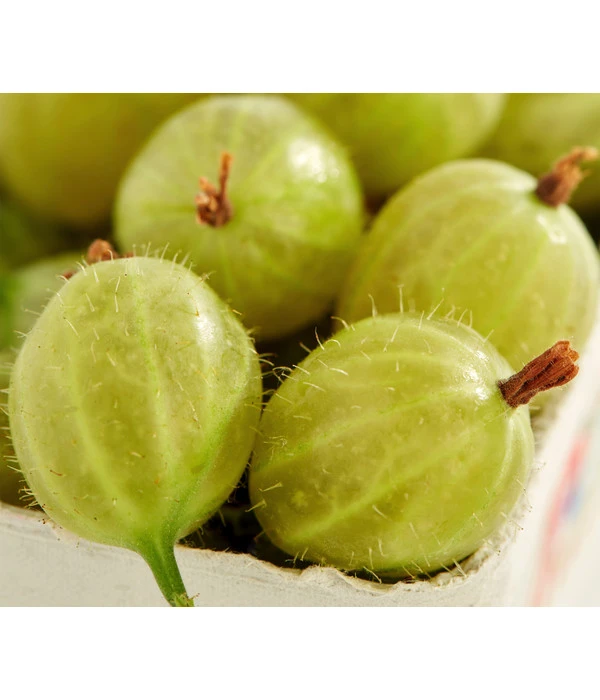 Stachelbeere 'Invicta', Stämmchen 3 Stachelbeere 'Invicta', Stämmchen